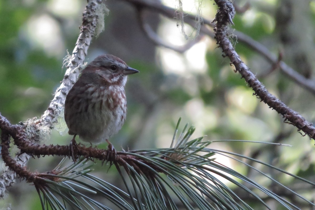 Song Sparrow - ML635463616