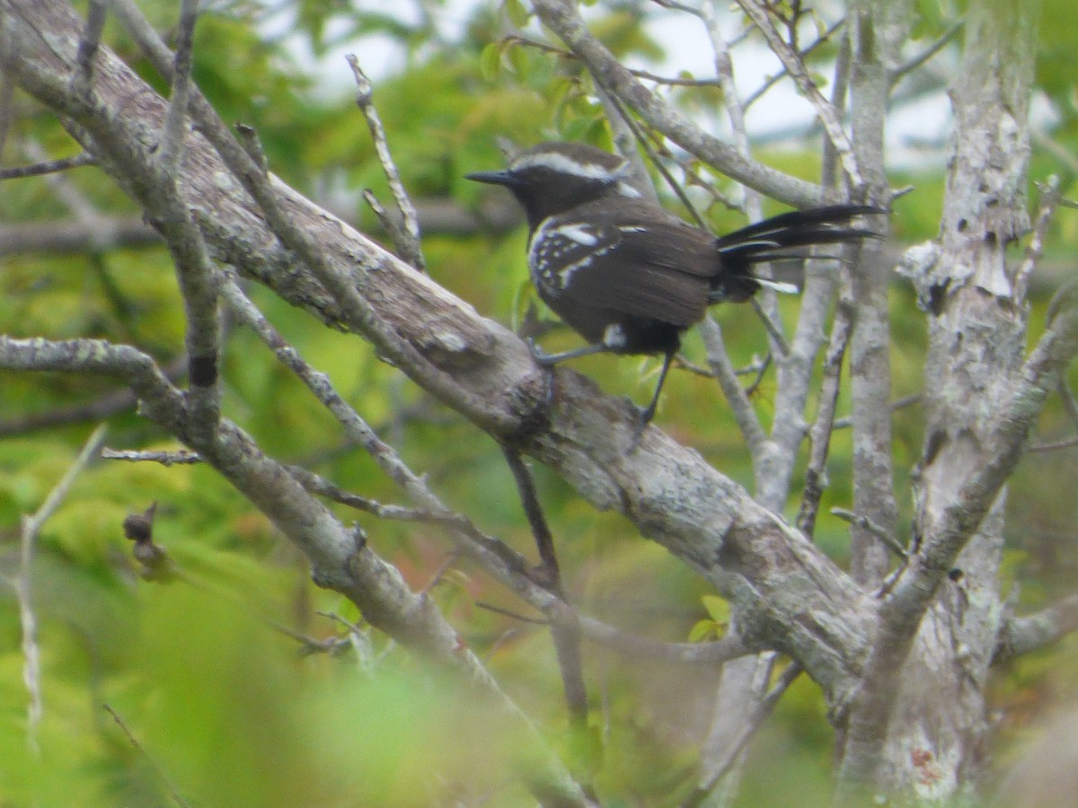 Black-bellied Antwren - ML635463732