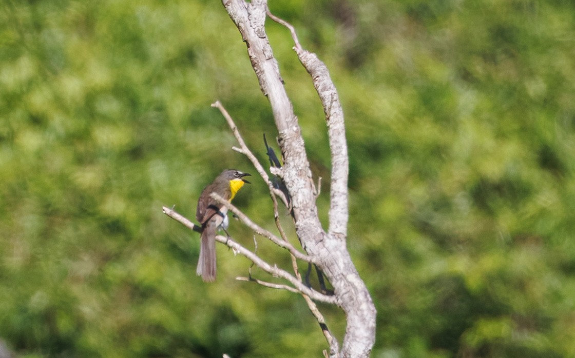 Yellow-breasted Chat - ML635463755