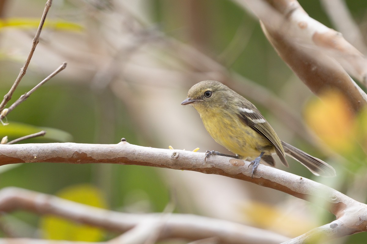 Flat-billed Vireo - ML635463810