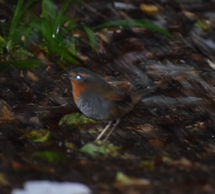 Chucao Tapaculo - ML635463862