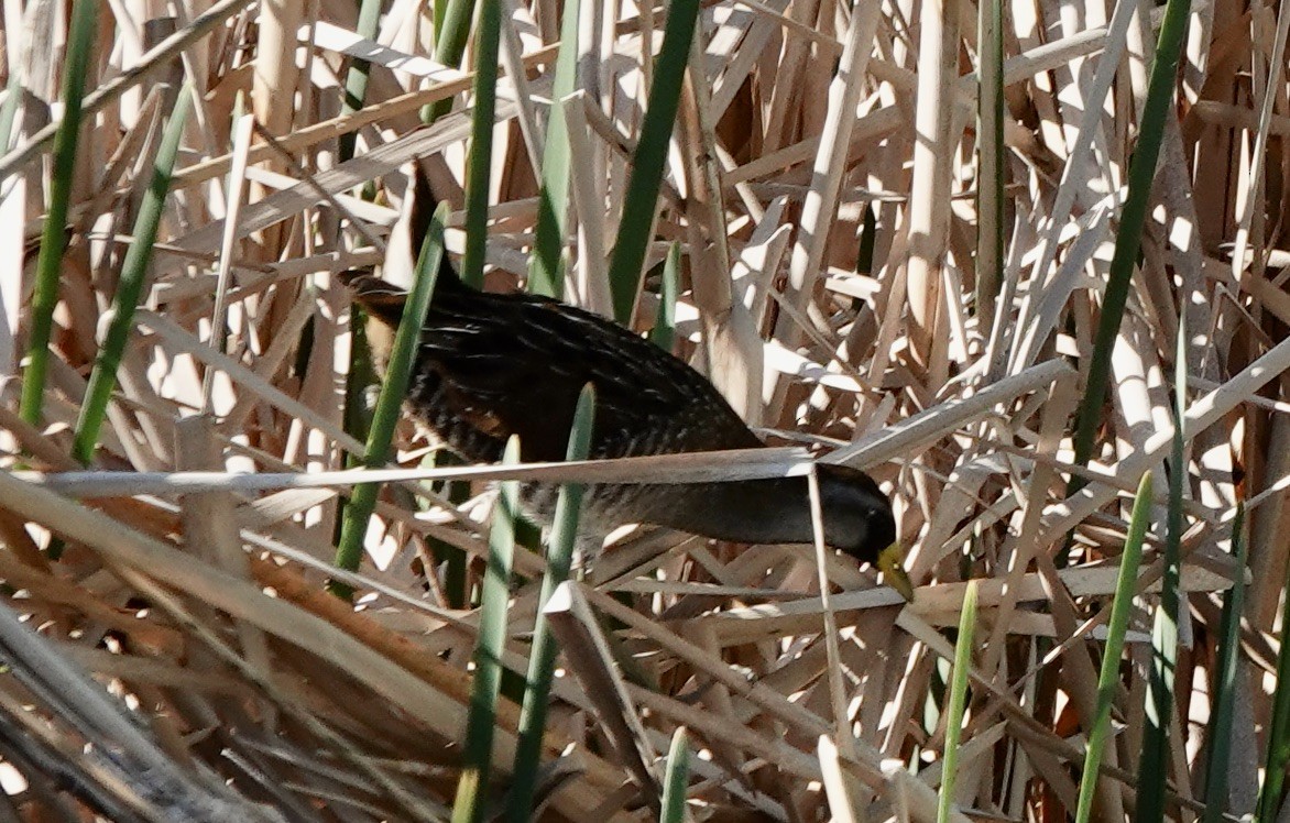 カオグロクイナ - ML635463867