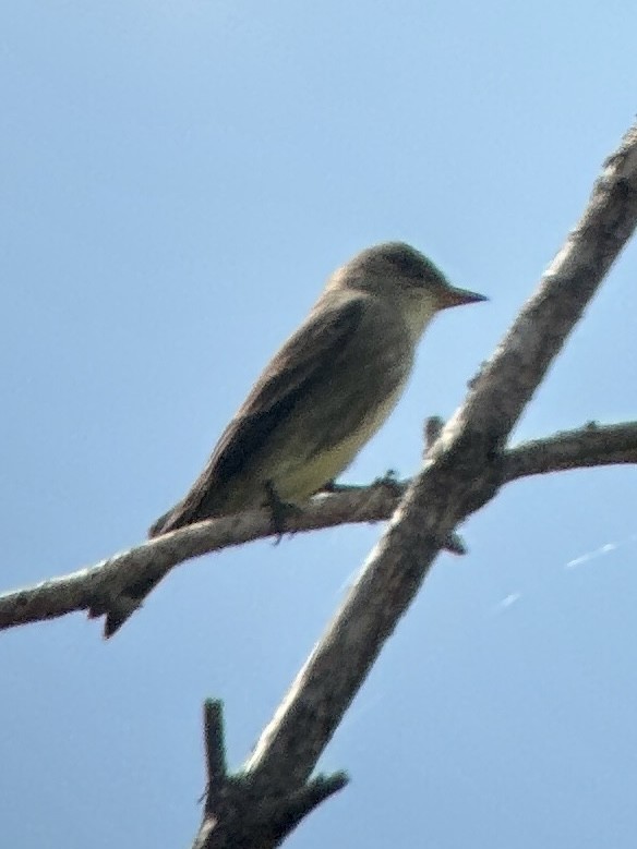 Olive-sided Flycatcher - ML635463906