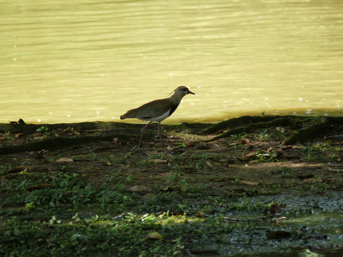 Southern Lapwing - ML635463958