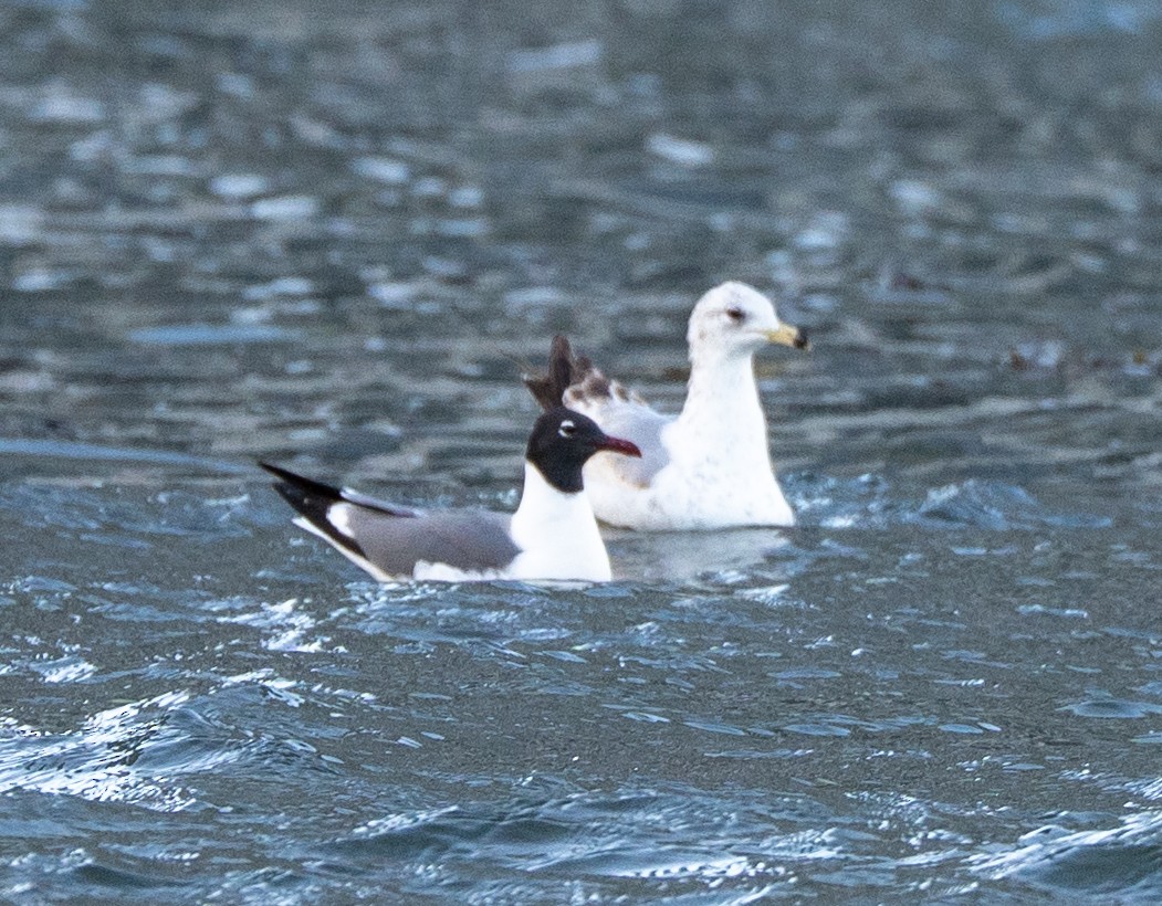 Ring-billed Gull - ML635464003