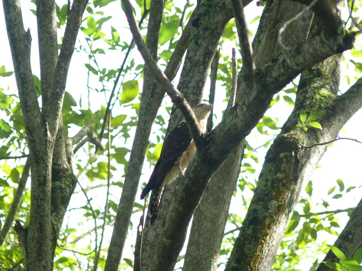 Yellow-headed Caracara - ML635464008