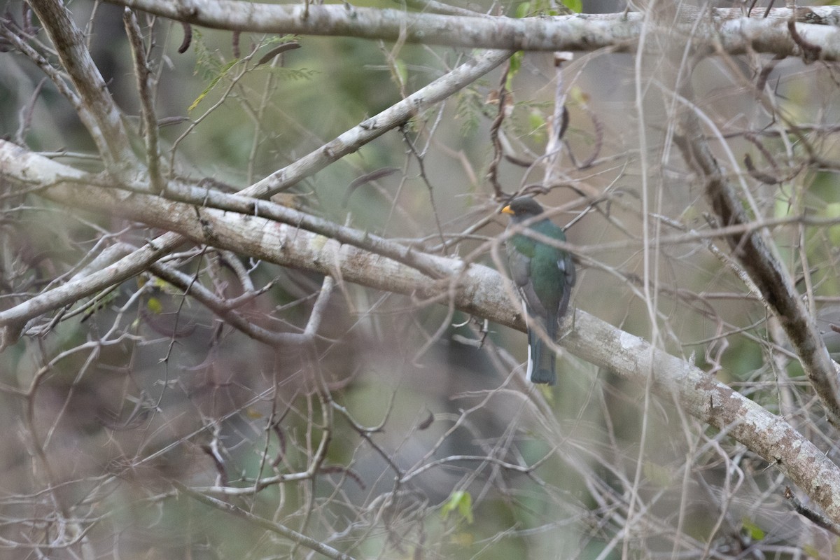 Hispaniolan Trogon - ML635464060