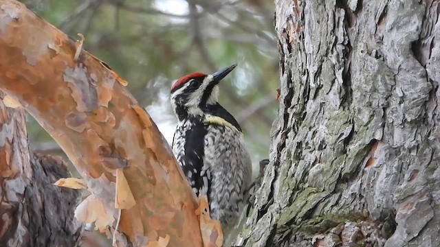 Yellow-bellied Sapsucker - ML635464061