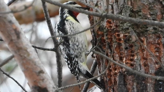 Yellow-bellied Sapsucker - ML635464116