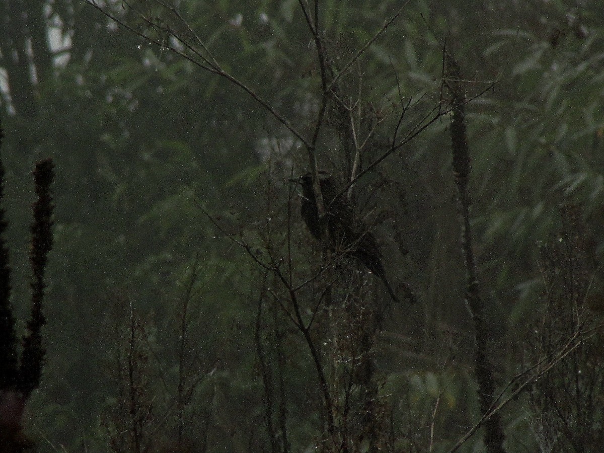 Yellow-winged Blackbird - ML635464156