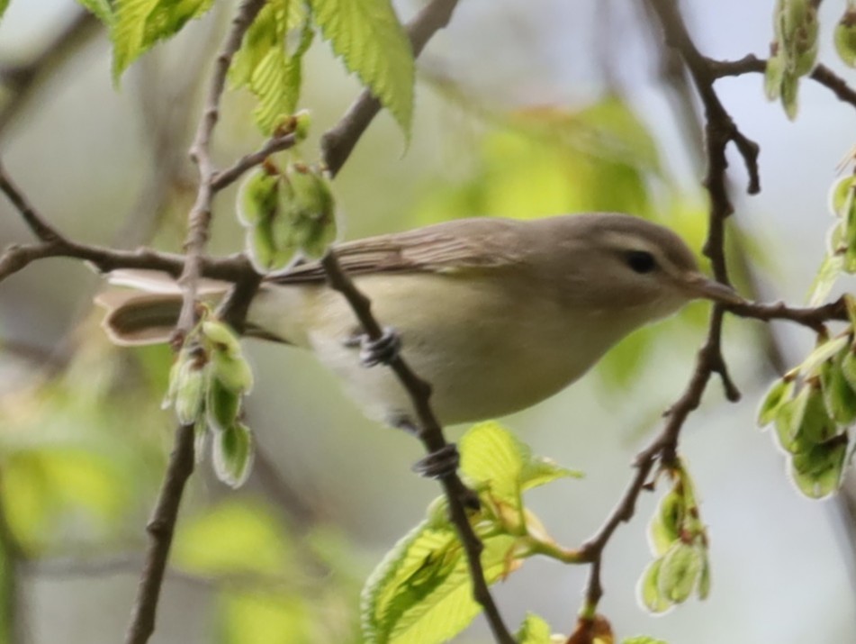 Warbling Vireo - ML635464159