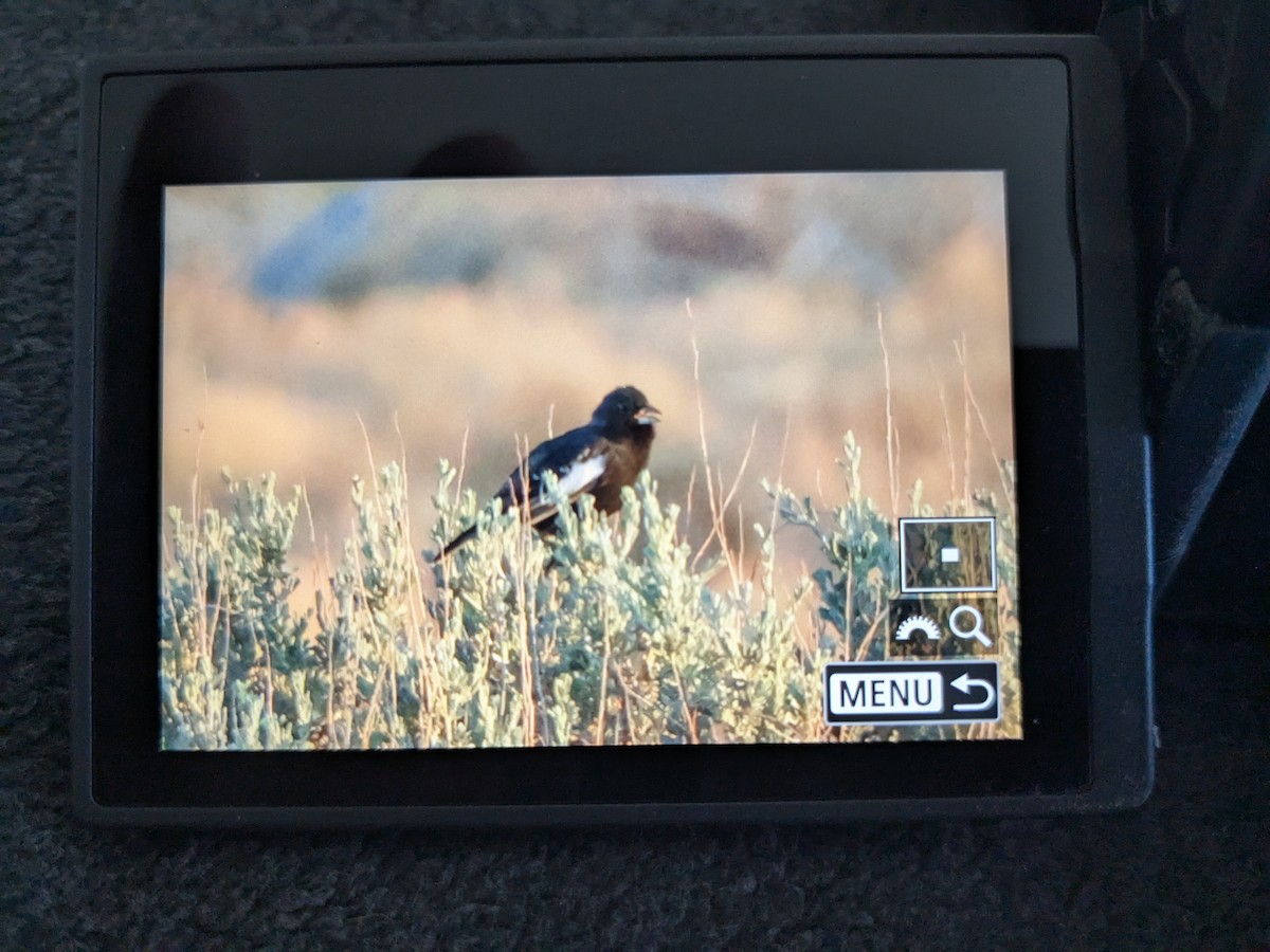 Lark Bunting - ML635464181