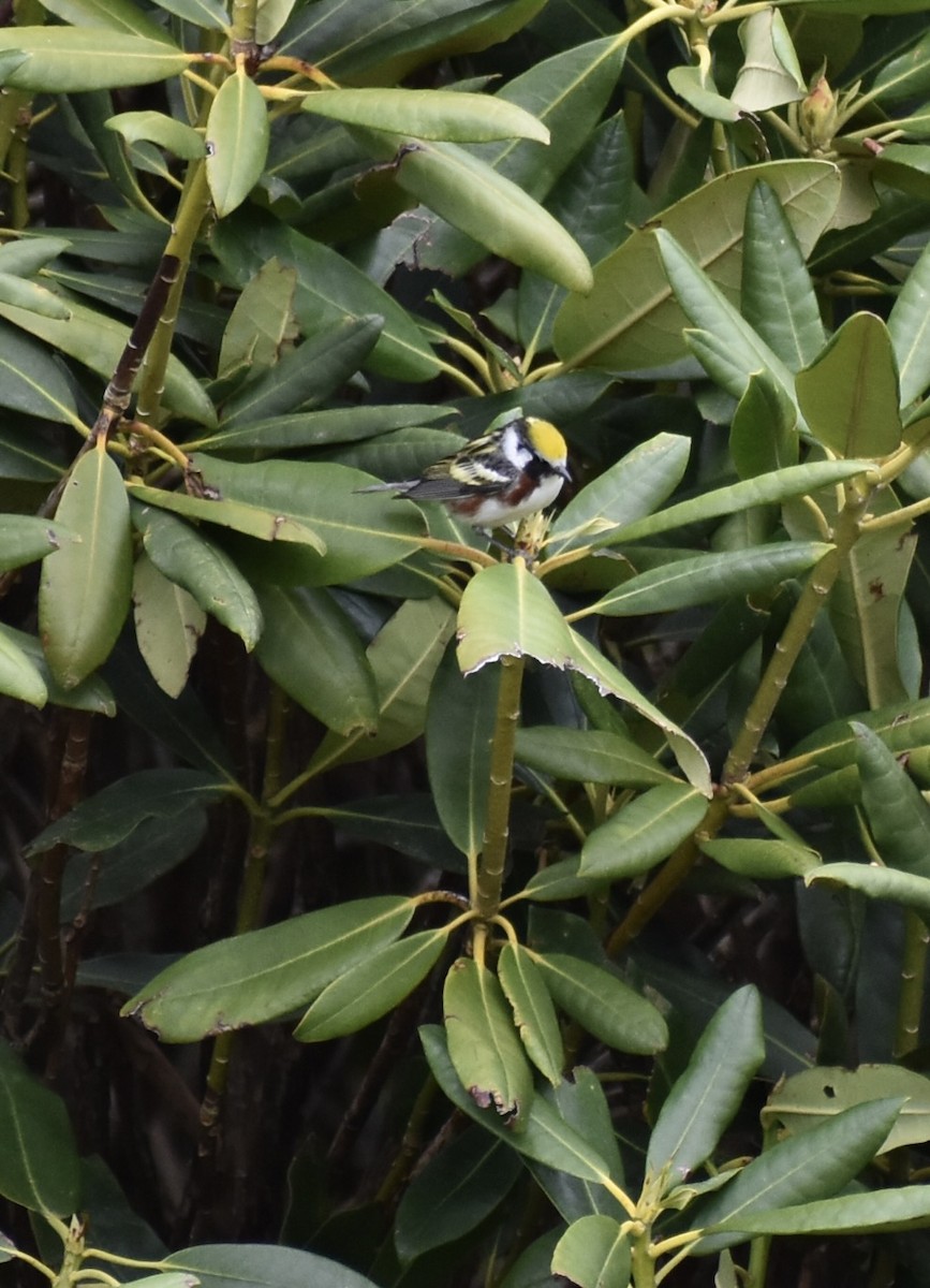 Chestnut-sided Warbler - ML635464183