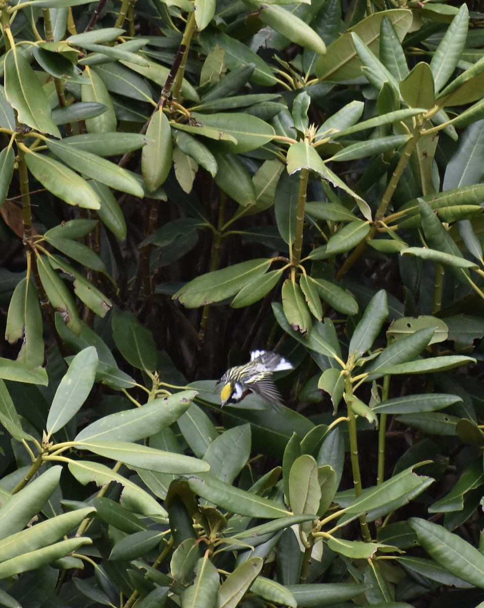 Chestnut-sided Warbler - ML635464184