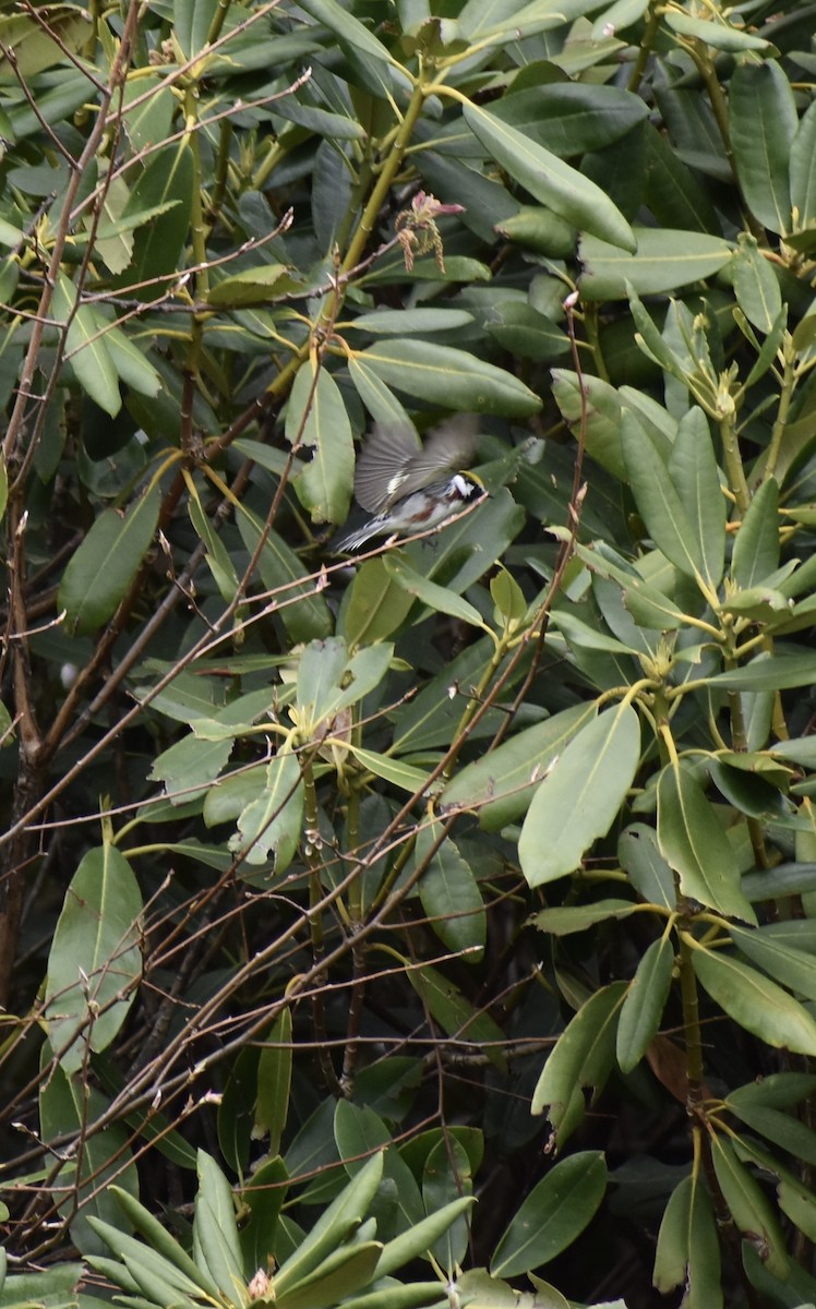 Chestnut-sided Warbler - ML635464185