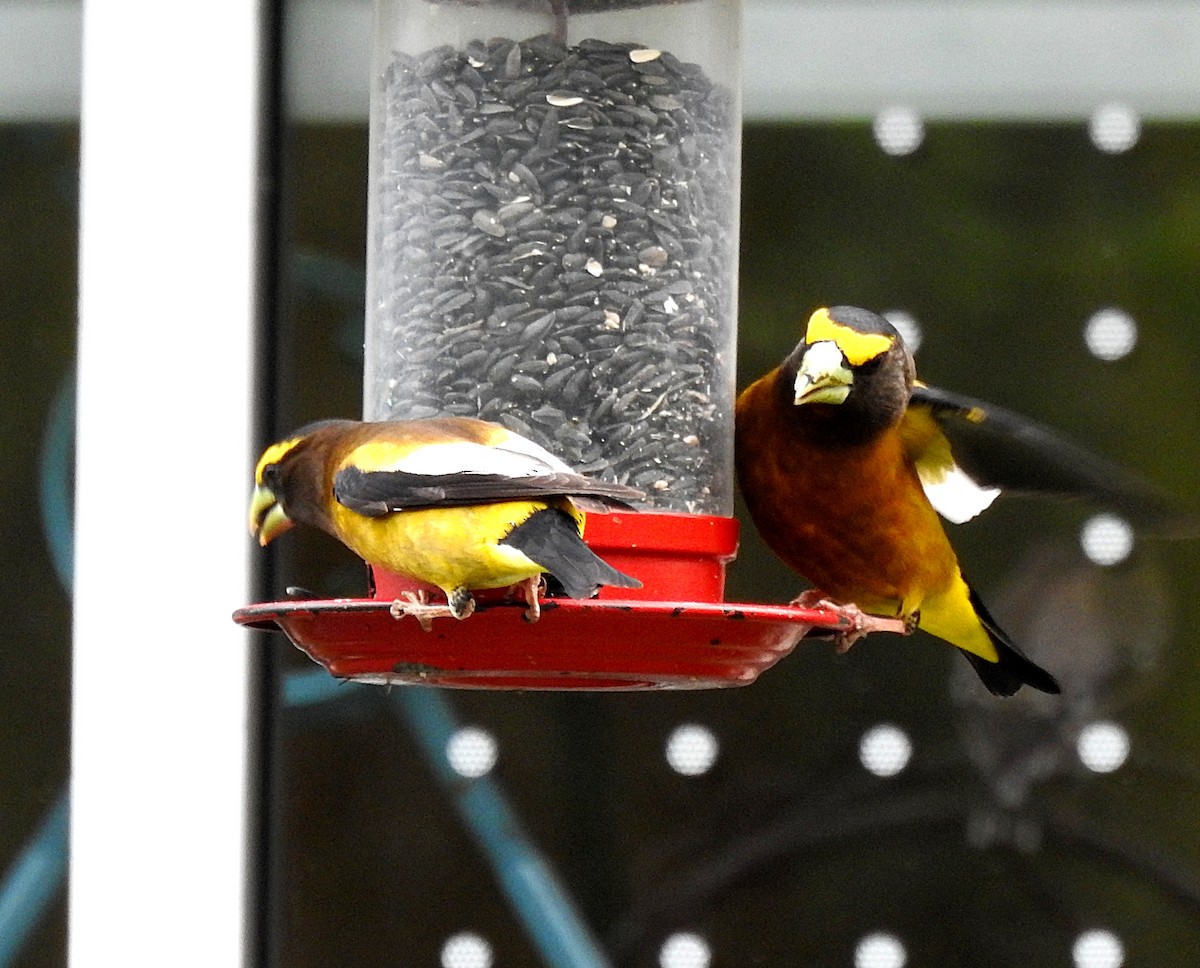 Evening Grosbeak - ML635464281