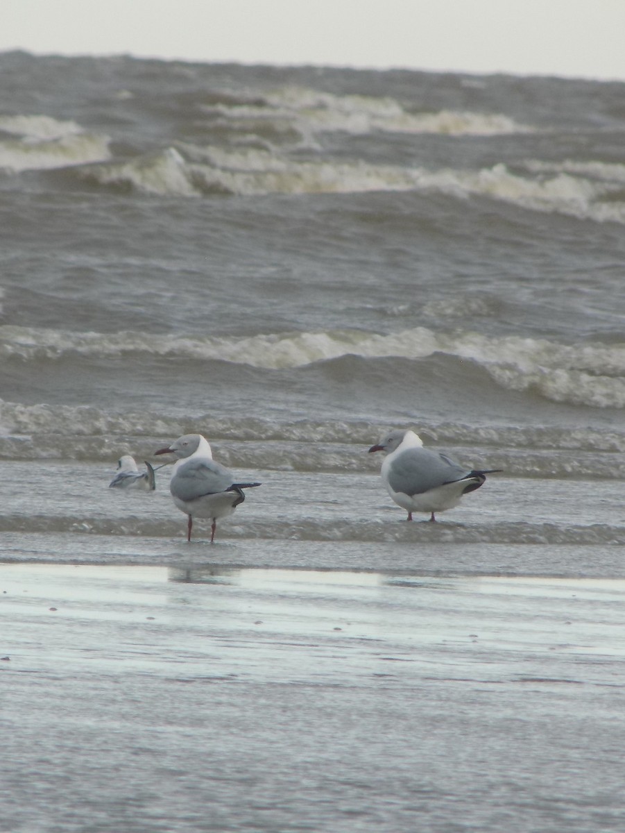 Gray-hooded Gull - ML635464306
