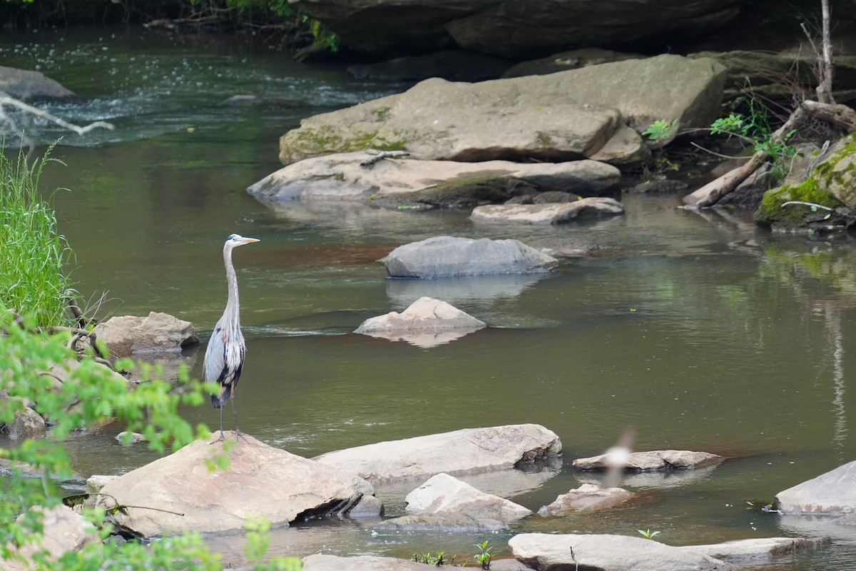 Great Blue Heron - ML635464404