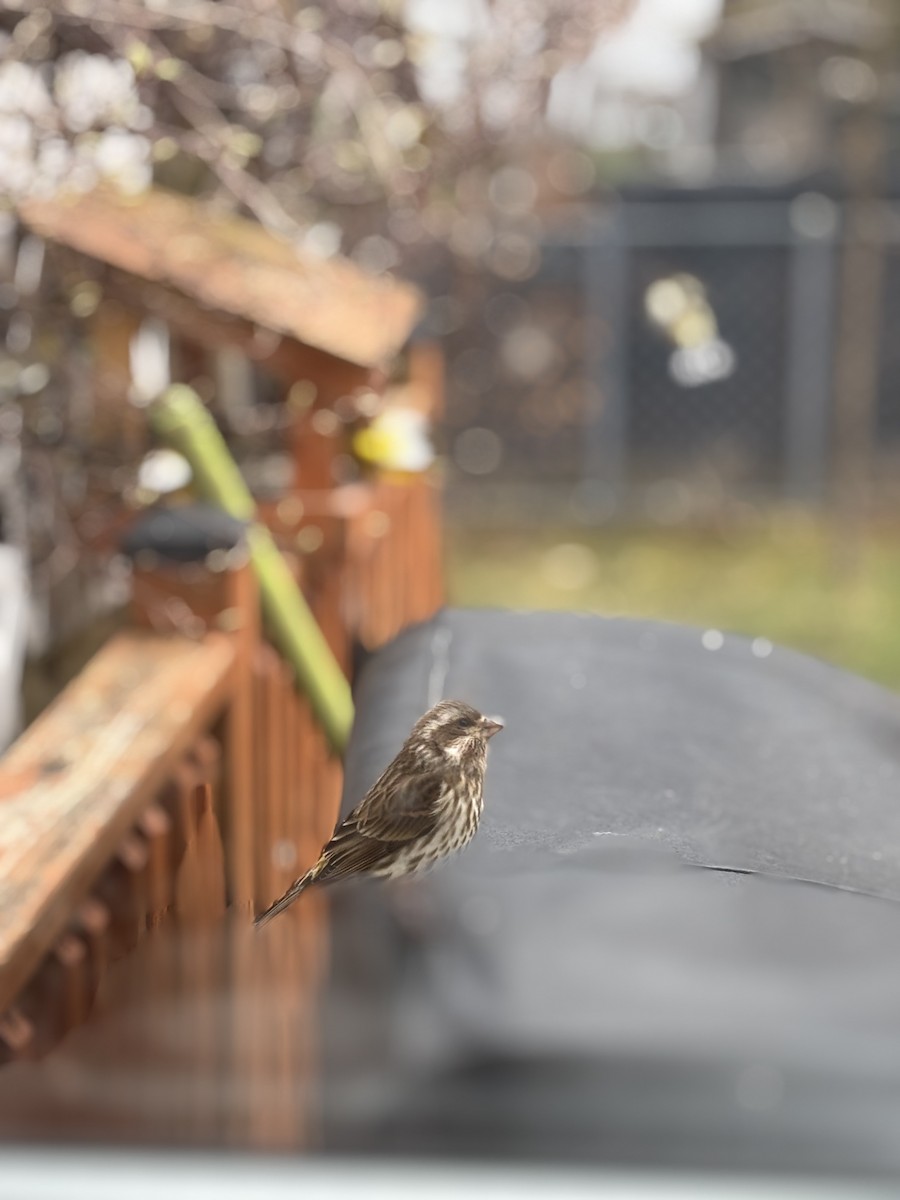 passereau sp. - ML635464475