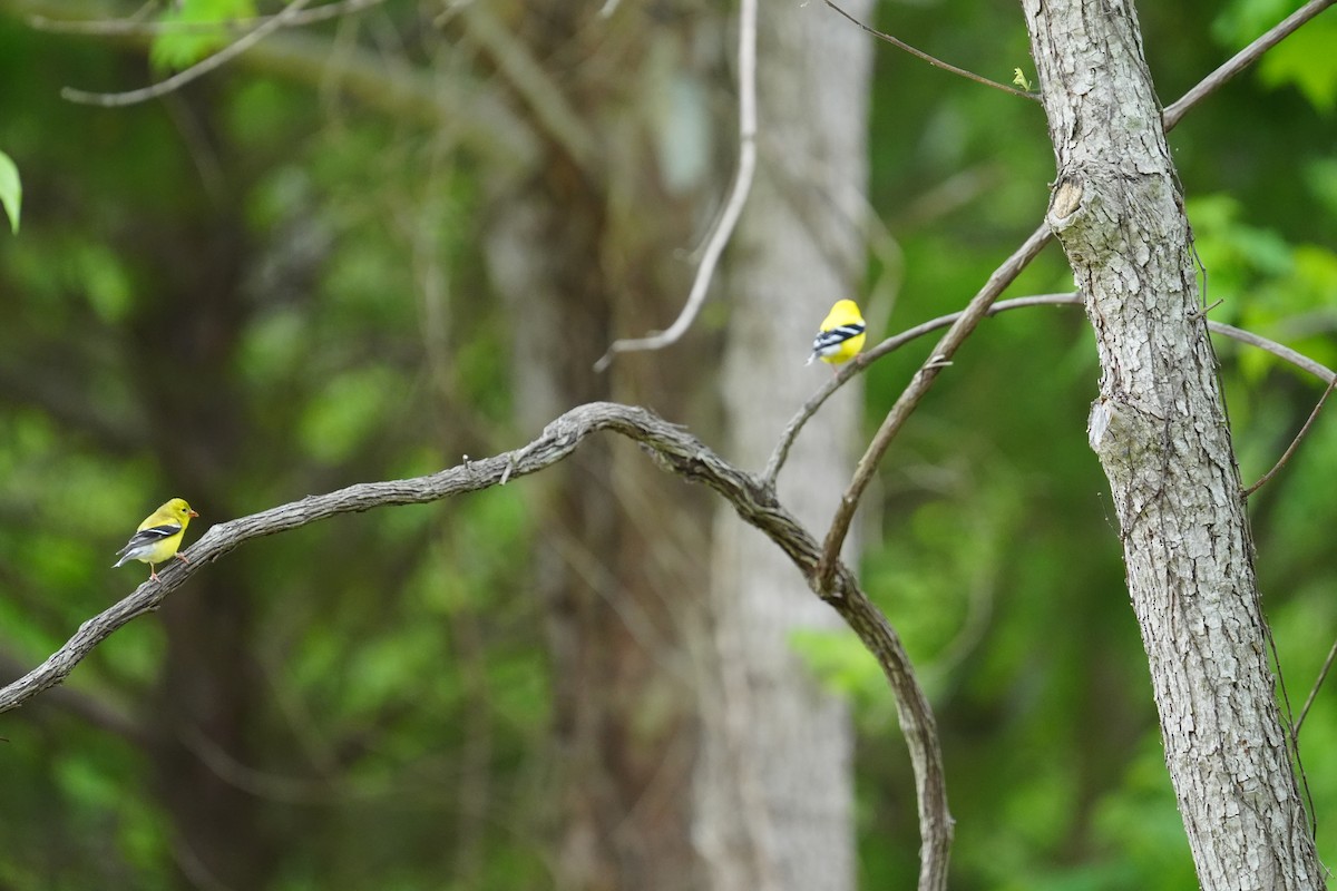 American Goldfinch - ML635464486