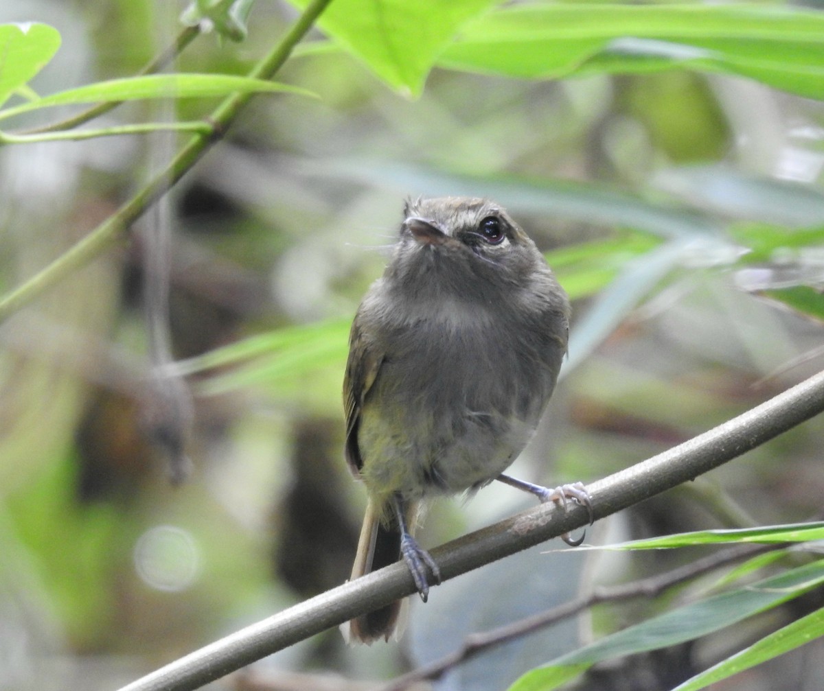 Drab-breasted Pygmy-Tyrant - ML635464507