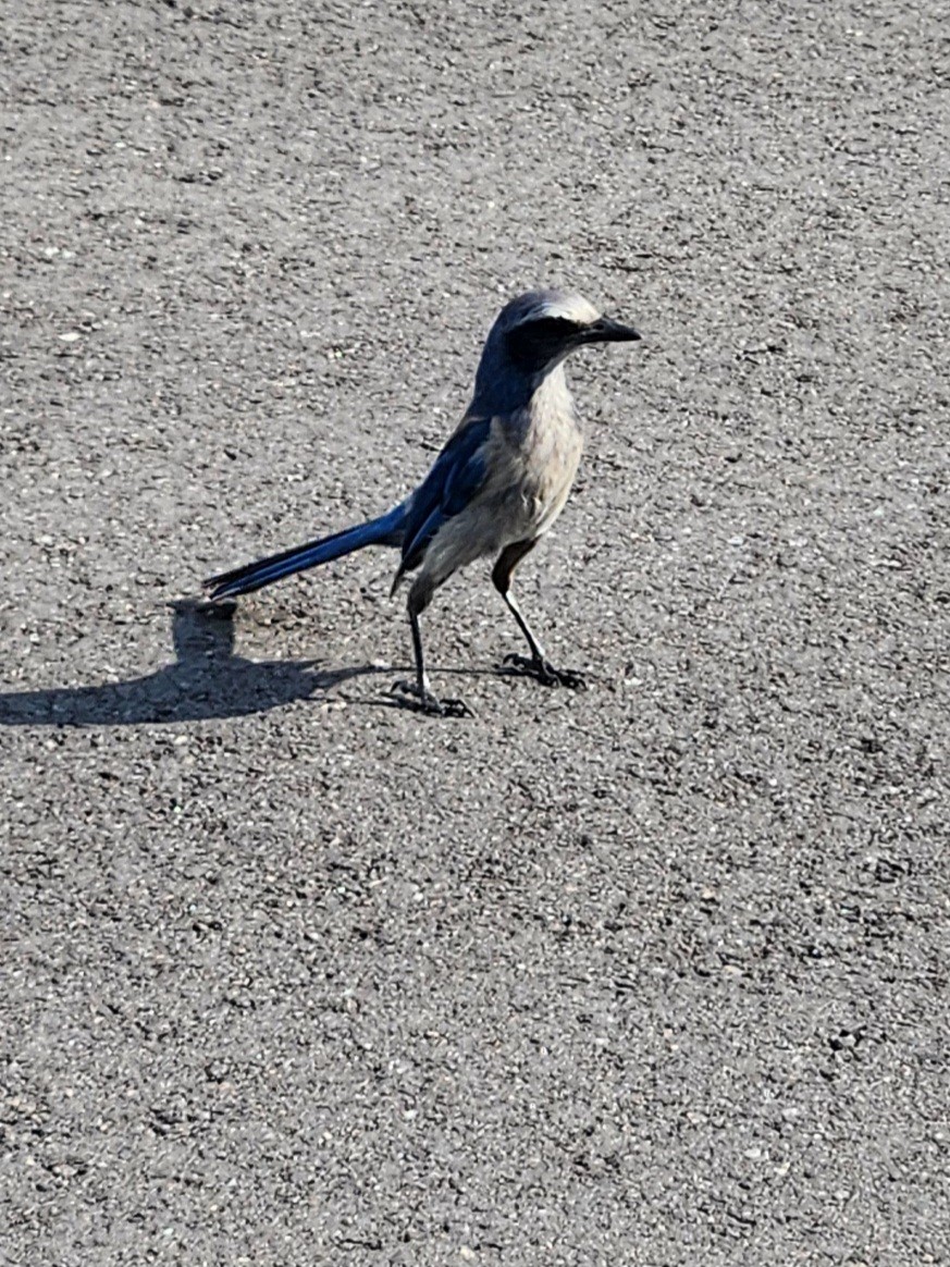 Florida Scrub-Jay - ML635464553