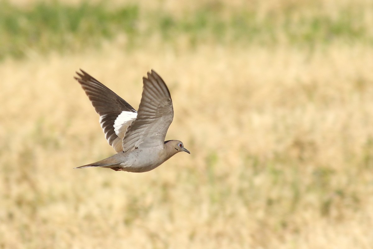 White-winged Dove - ML635464575