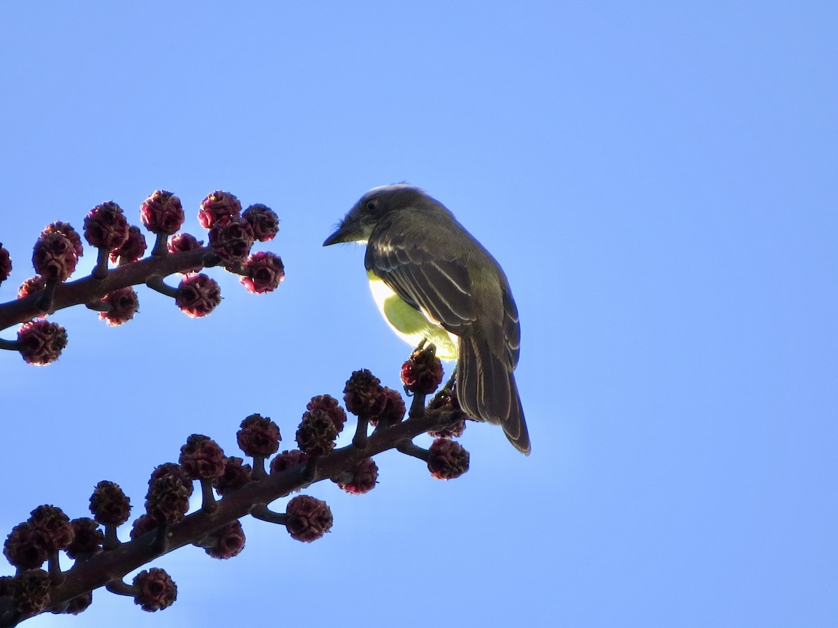 Social Flycatcher - ML635464593