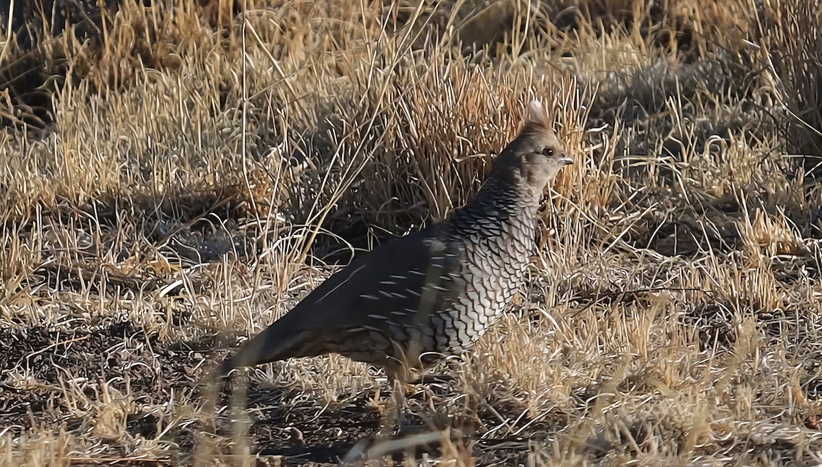 Scaled Quail - ML635464697