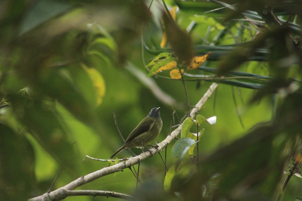 Streak-necked Flycatcher - ML635464774