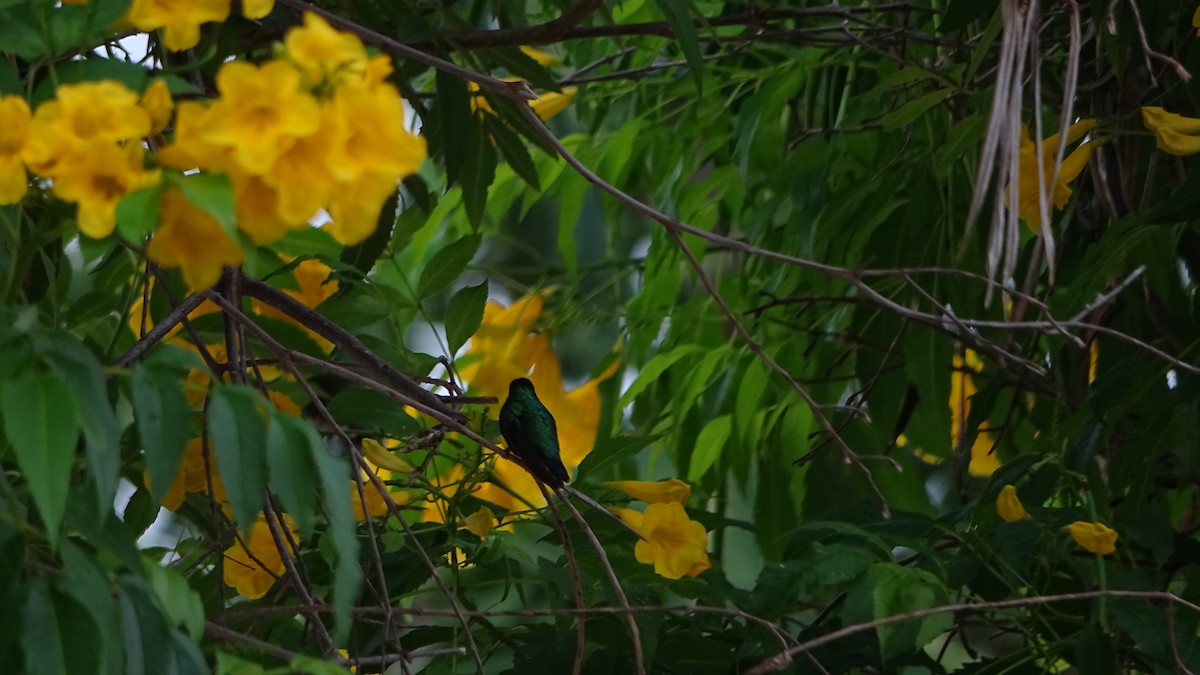 Colibri de Buffon - ML635464810