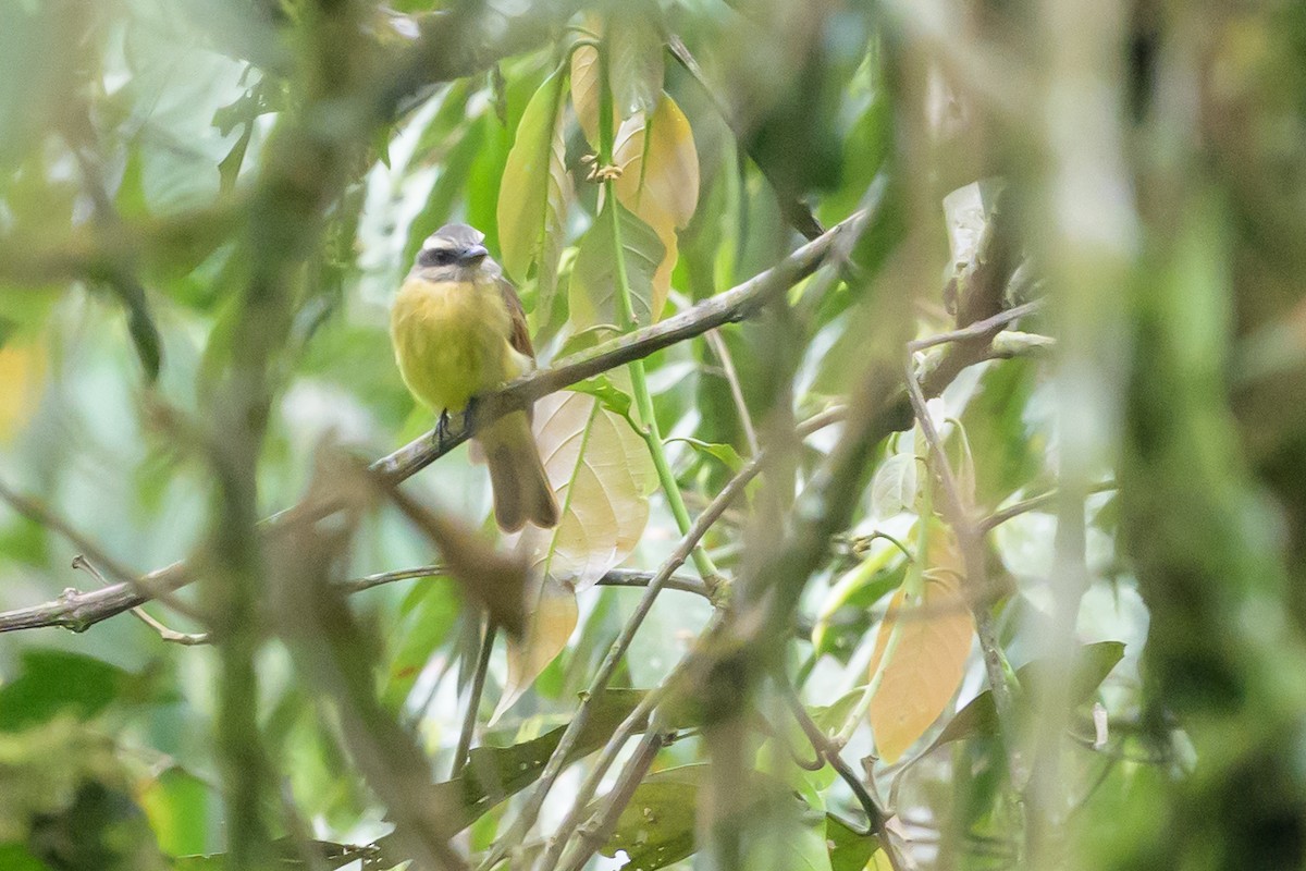 Golden-bellied Flycatcher - ML635464869