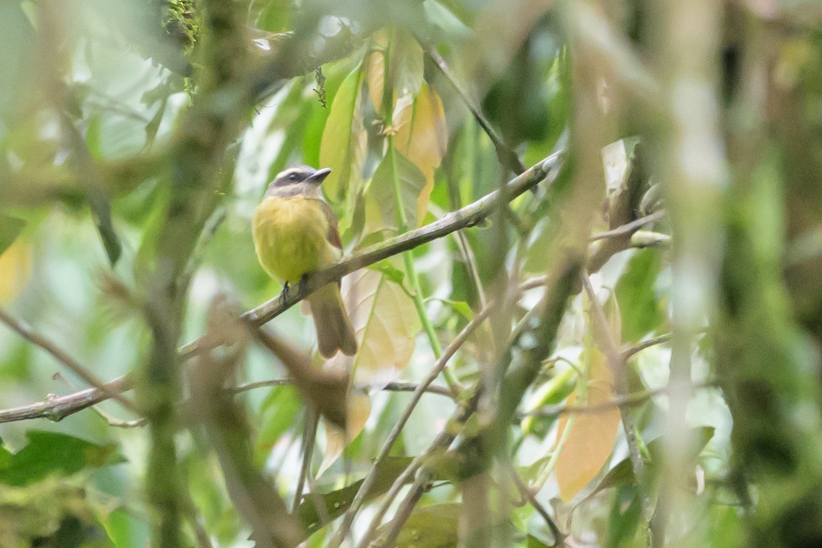 Golden-bellied Flycatcher - ML635464870