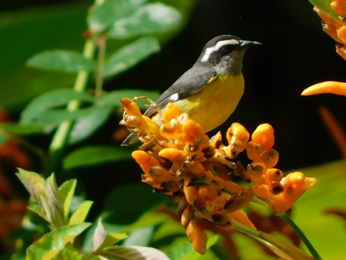 Bananaquit - ML635464932