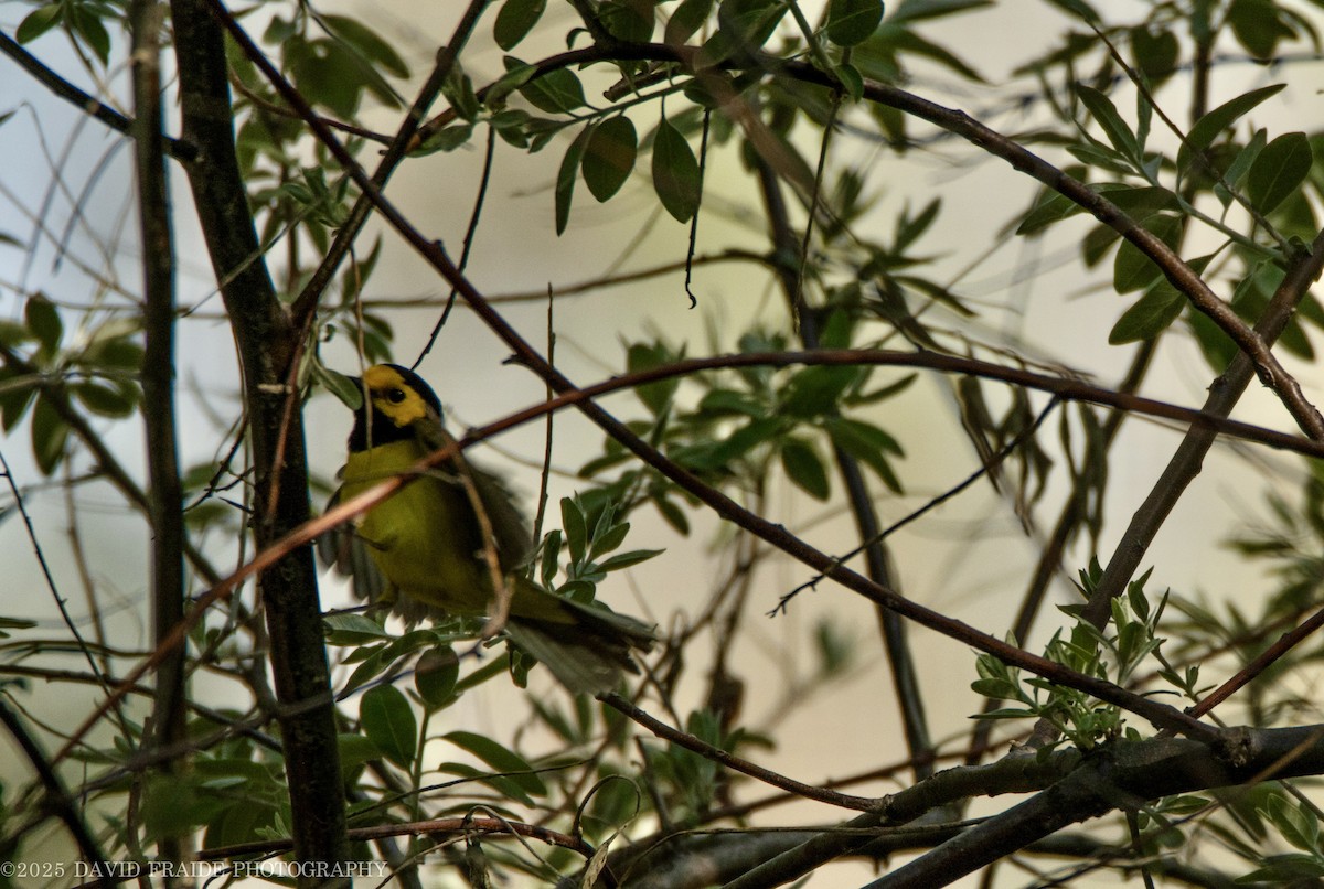 Hooded Warbler - ML635464961