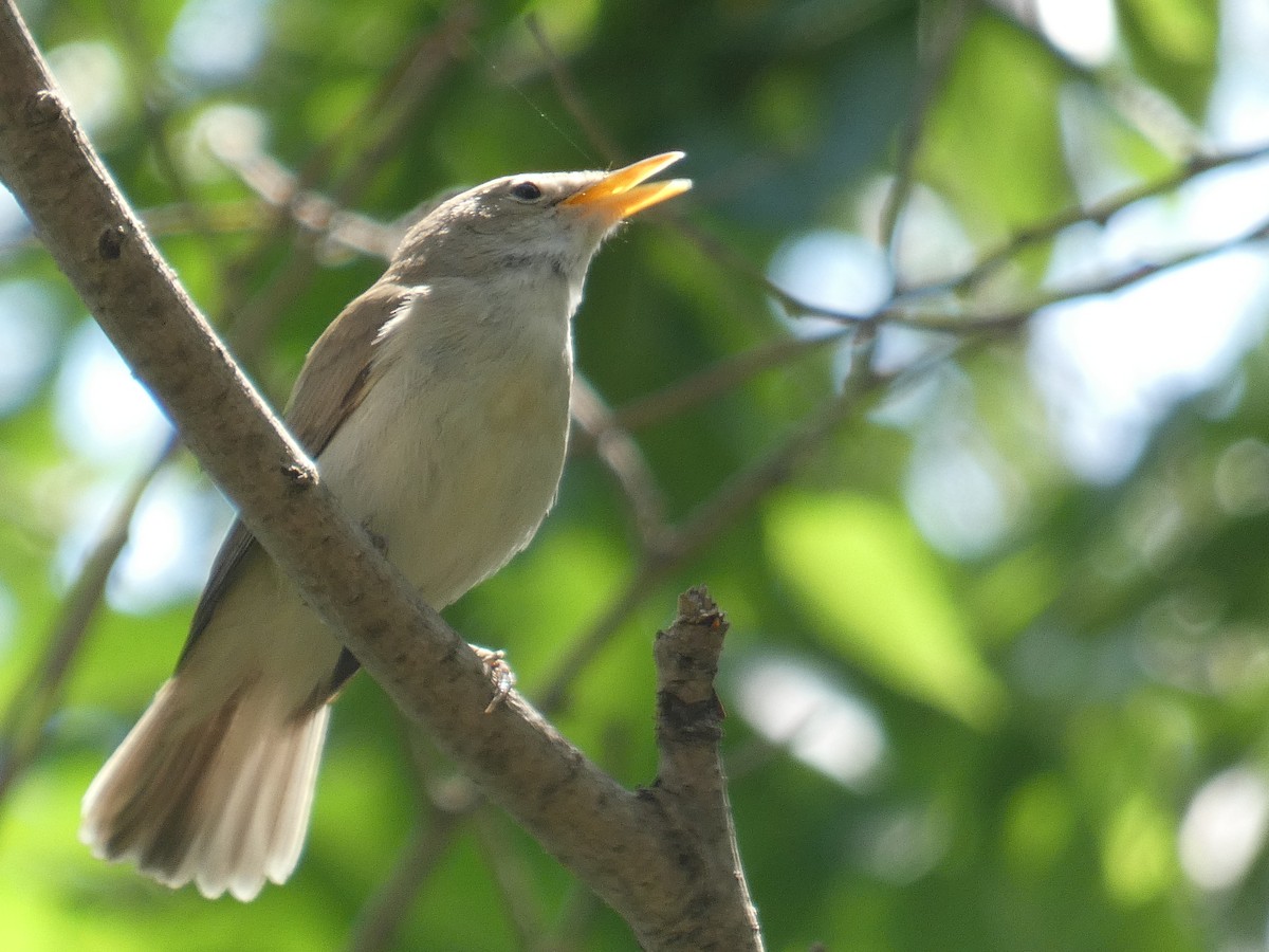 Western Olivaceous Warbler - ML635464977