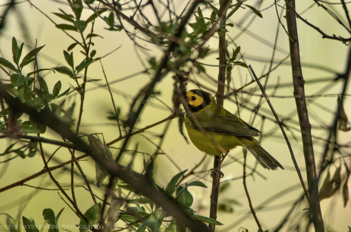 Hooded Warbler - ML635464980