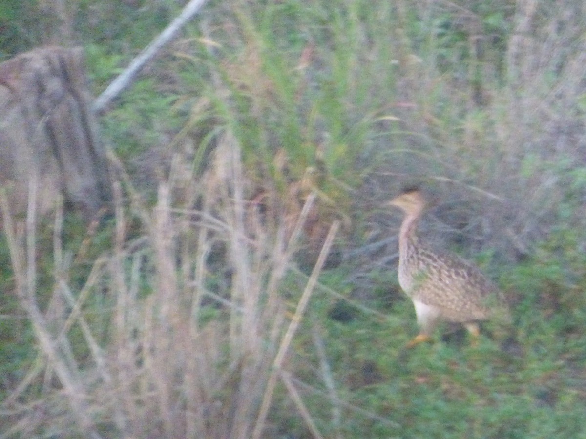 White-bellied Nothura - ML635464989