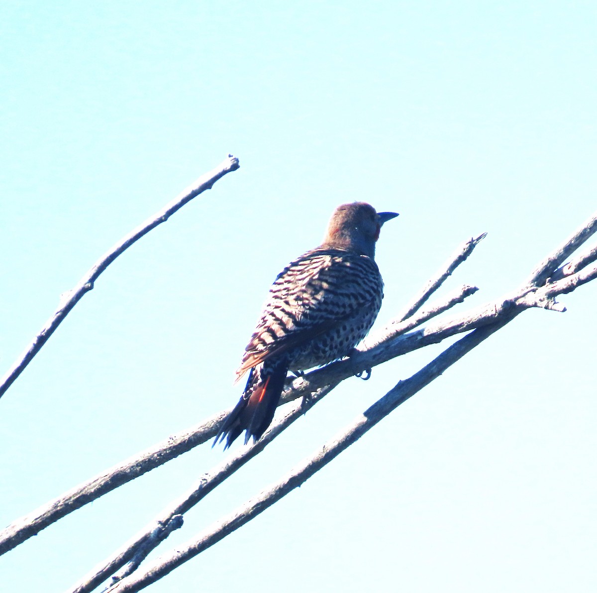 Northern Flicker (Red-shafted) - ML635465099