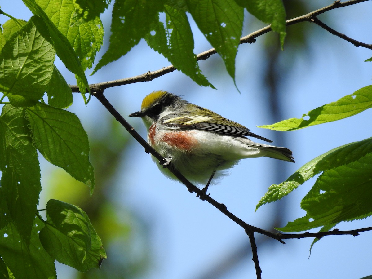 Chestnut-sided Warbler - ML635465129