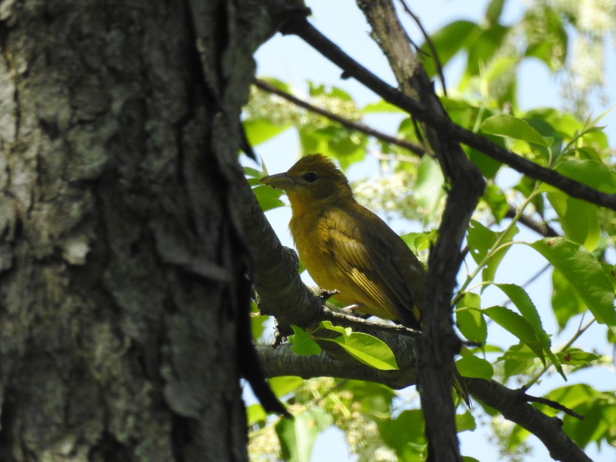 Summer Tanager - ML635465141