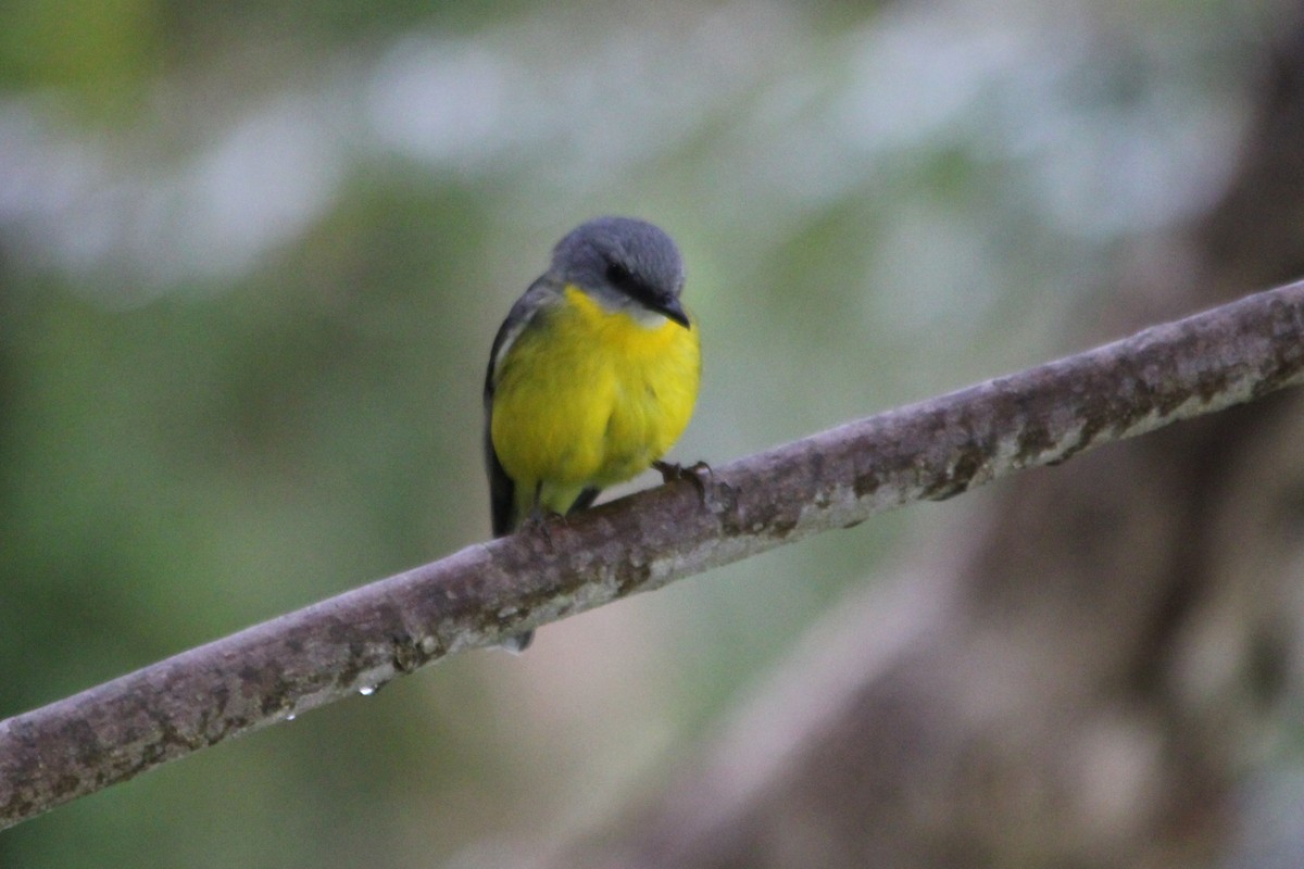 Eastern Yellow Robin - ML635465173