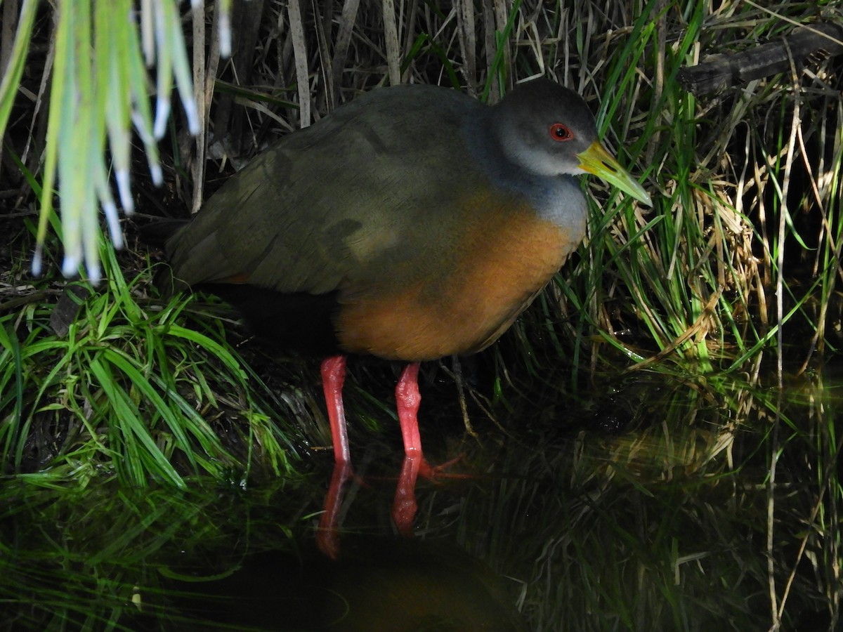 Gray-cowled Wood-Rail - ML635465200