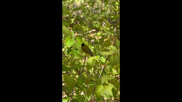 hetteparula - ML635465204
