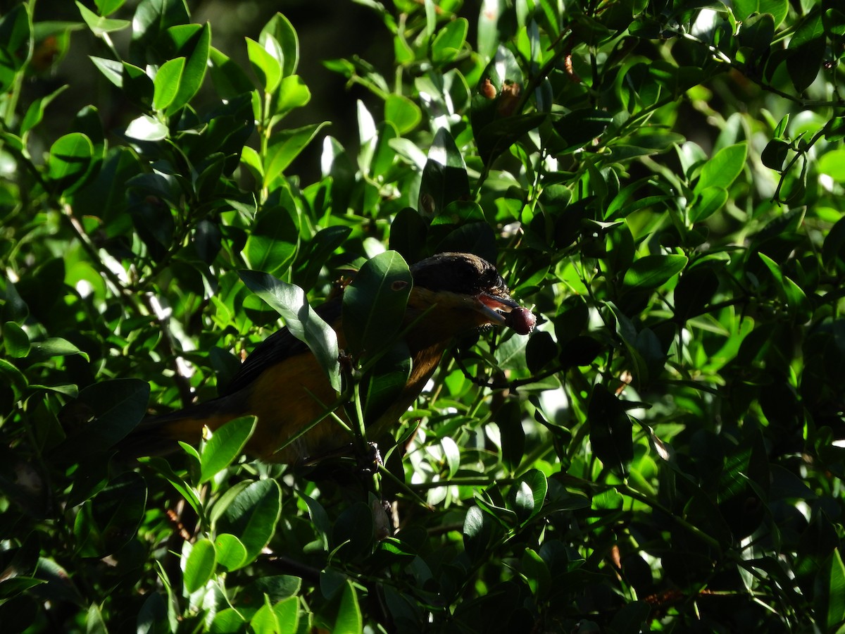 Fawn-breasted Tanager - ML635465252