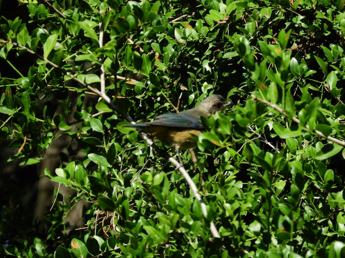 Fawn-breasted Tanager - ML635465271