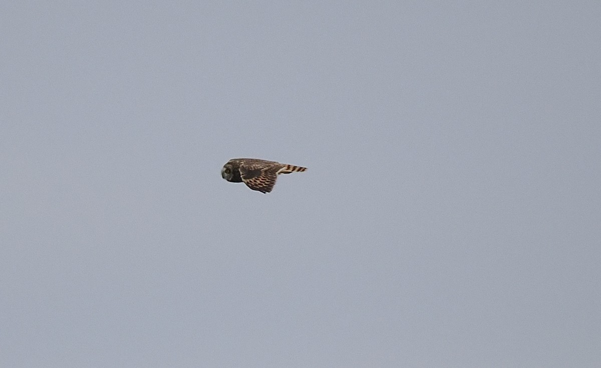 Short-eared Owl - ML635465323