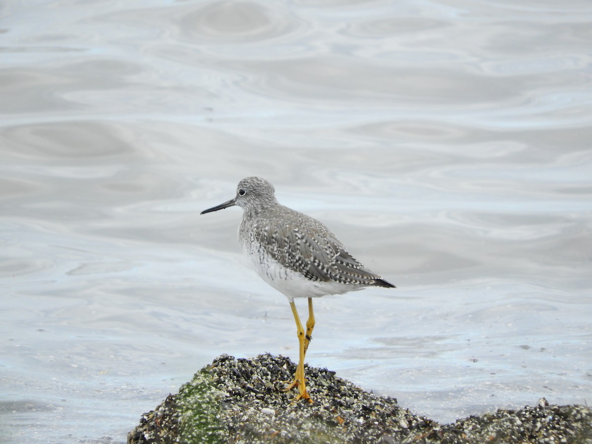 Greater Yellowlegs - ML635465377