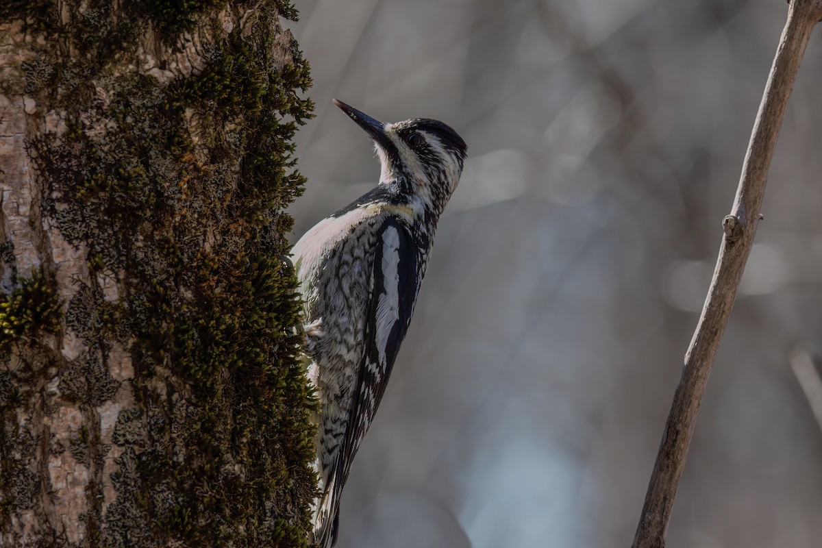 Yellow-bellied Sapsucker - ML635465378