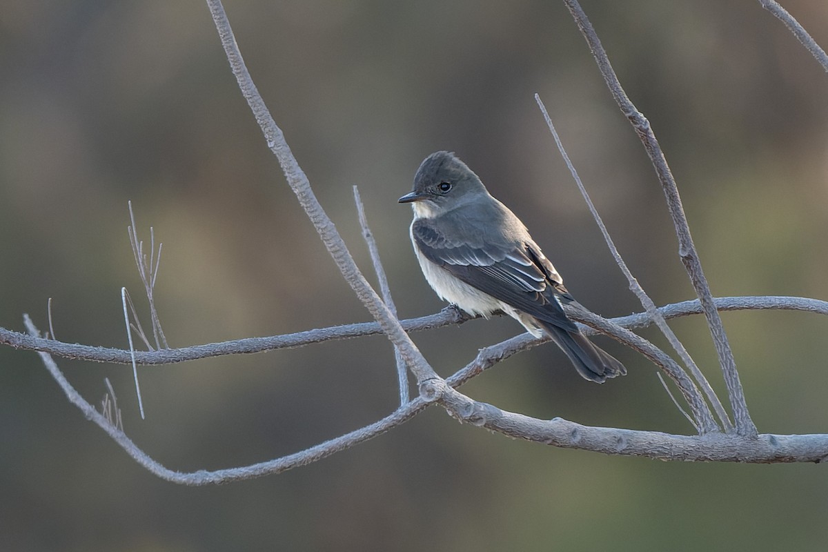 Western Wood-Pewee - ML635465415